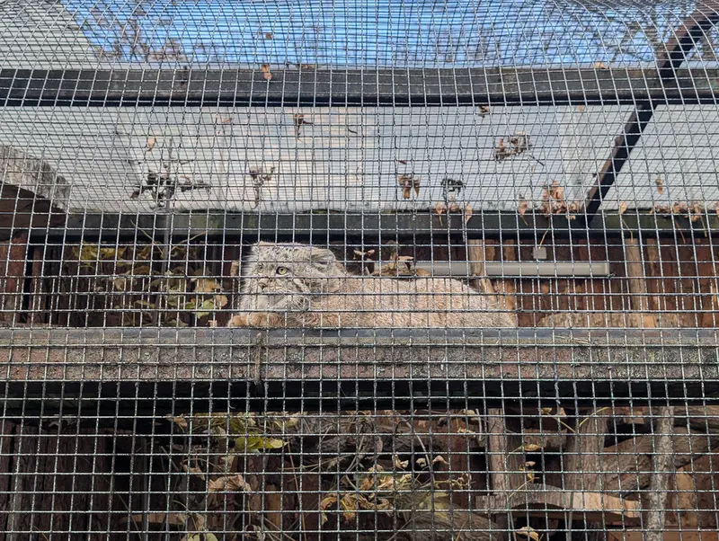 レニングラード動物園のアクサの写真