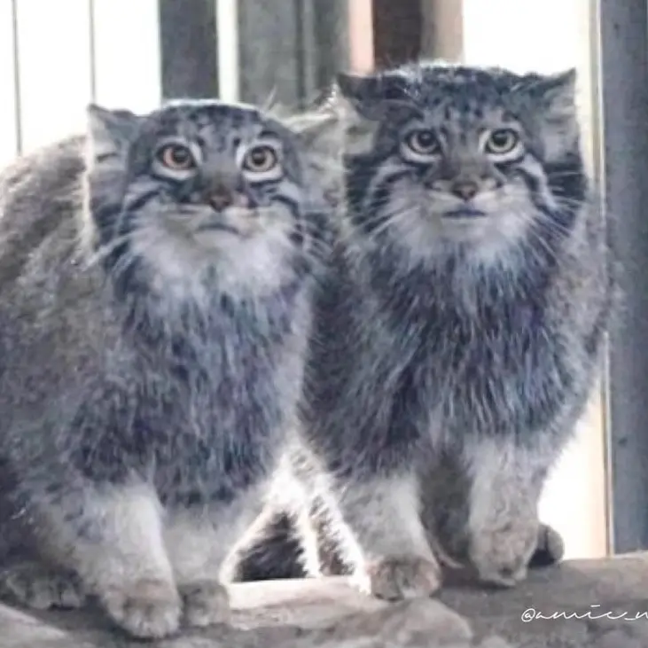 マヌルネコの写真
