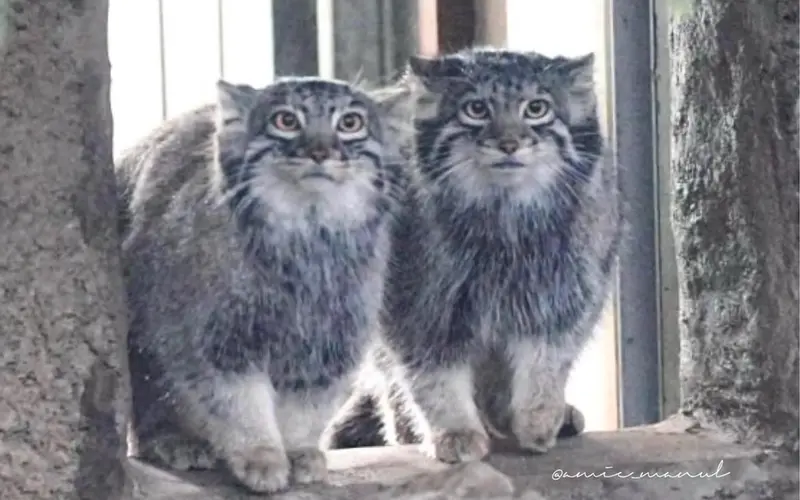 マヌルネコの写真