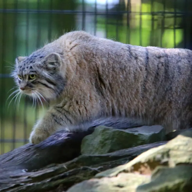 クラクフ動物園のツァスの写真