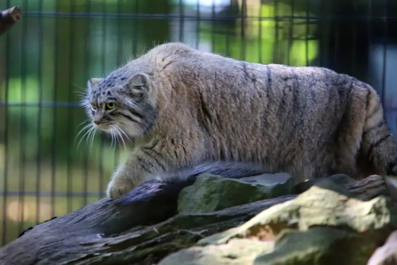クラクフ動物園のツァスの写真