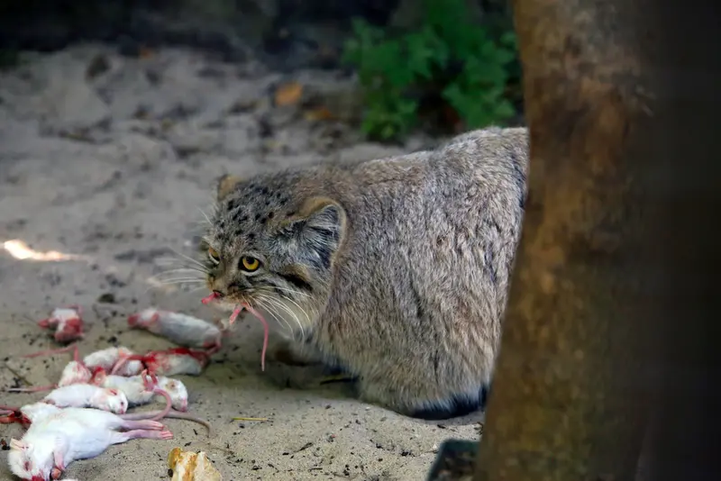 コシツェ動物園のアラニの子（2026年生まれ）Ⅰの写真
