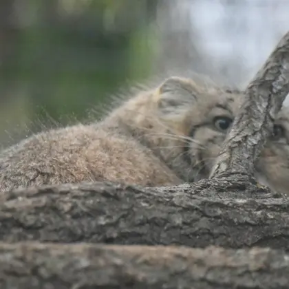 ザールブリュッケン動物園のカルプソの写真
