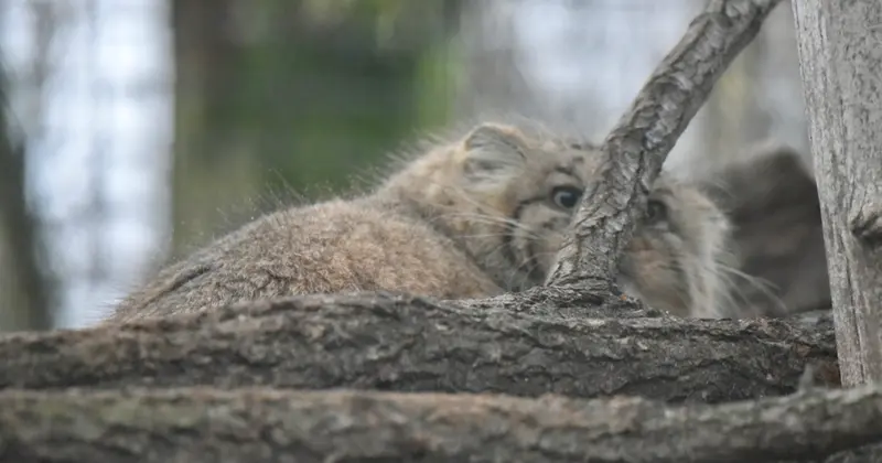 ザールブリュッケン動物園のカルプソの写真