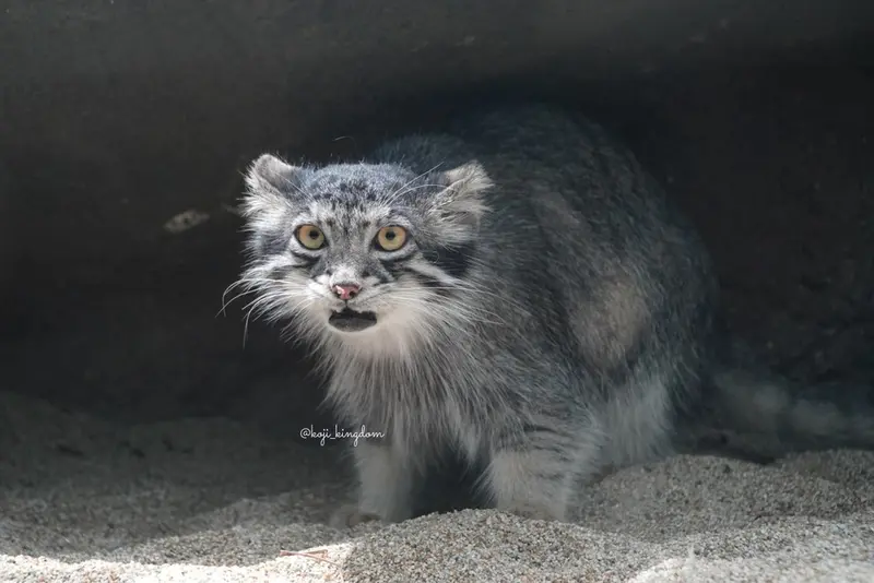 神戸どうぶつ王国のアズの写真