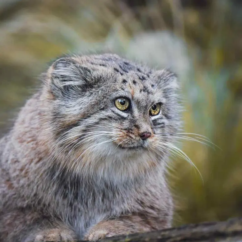 ヴロツワフ動物園のマヌルネコの写真
