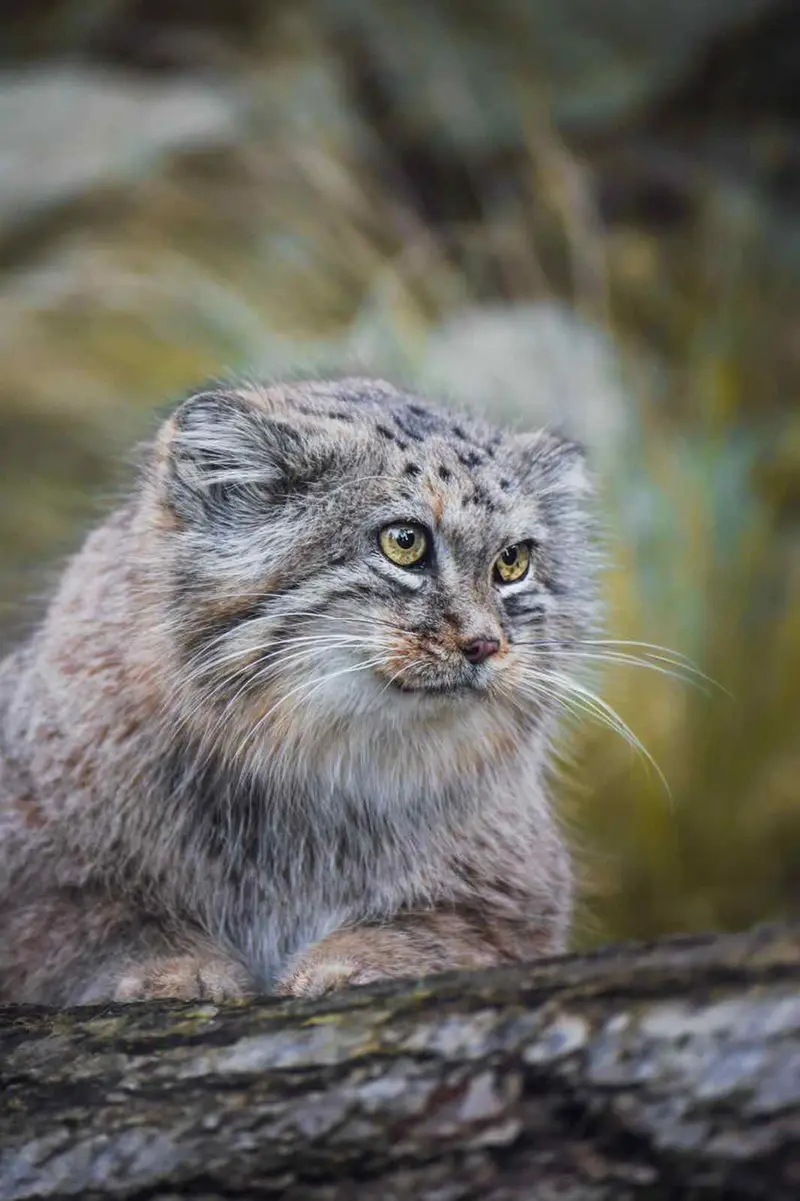 ヴロツワフ動物園のマヌルネコの写真