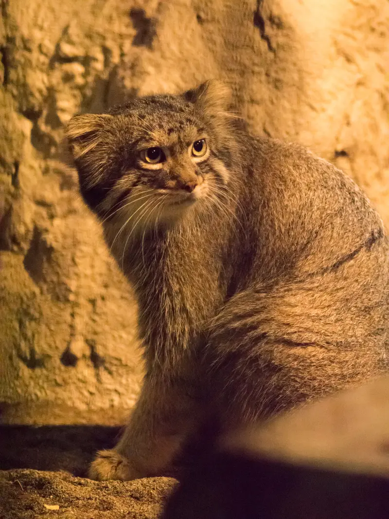 野毛山動物園のフィーガの写真