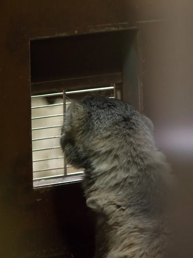 恩賜上野動物園のプリームラの写真