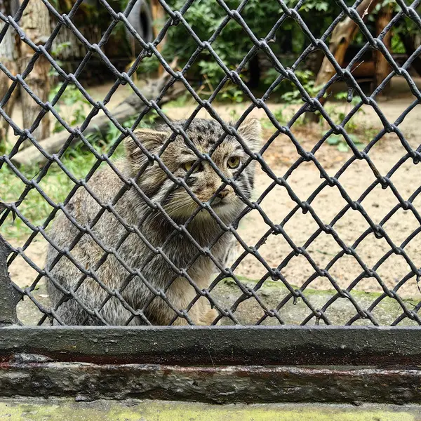 ノヴォシビルスク動物園のジンジャーの写真