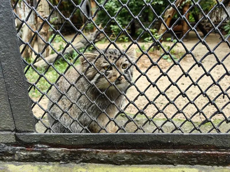 ノヴォシビルスク動物園のジンジャーの写真