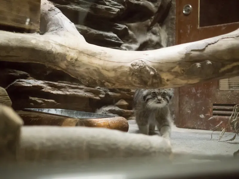 恩賜上野動物園のクリョンの写真
