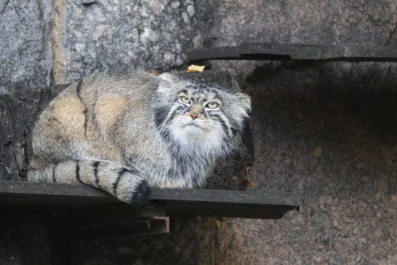 モスクワ動物園のティモフェイの写真