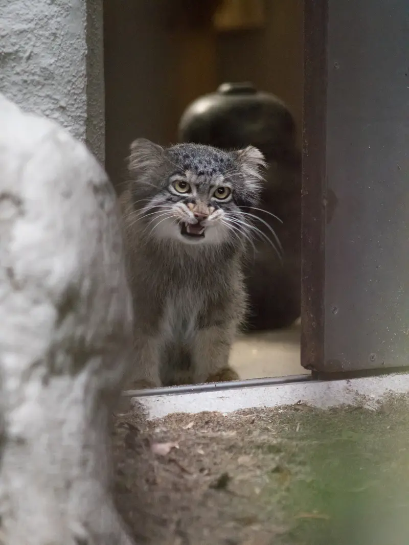野毛山動物園のフィーガの写真