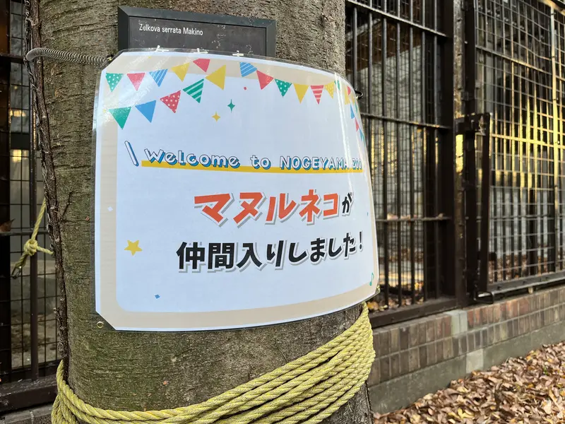野毛山動物園のマヌルネコの写真