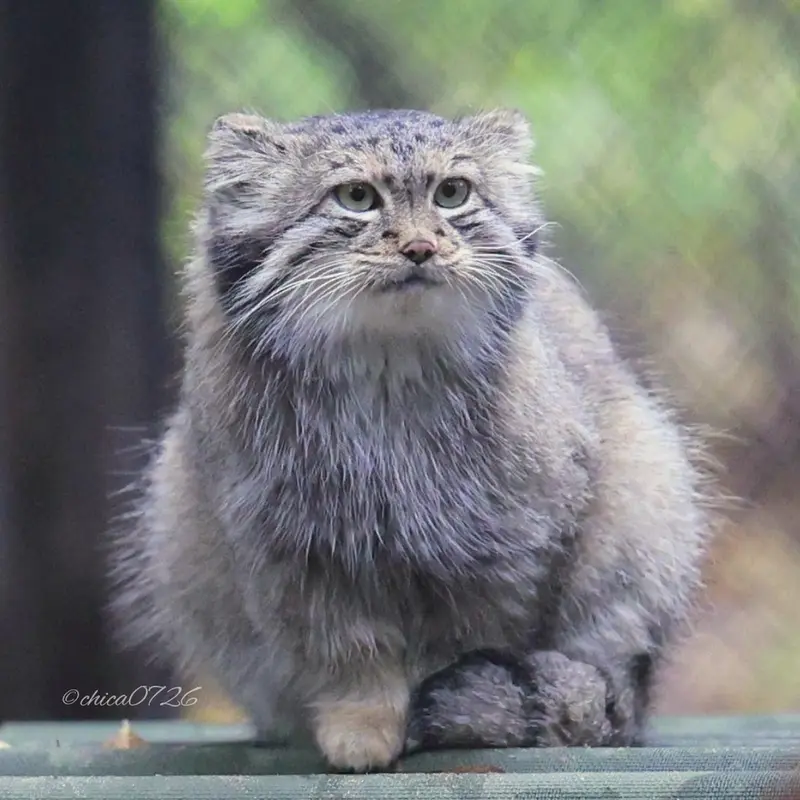 ノヴォシビルスク動物園のスネジャナの写真