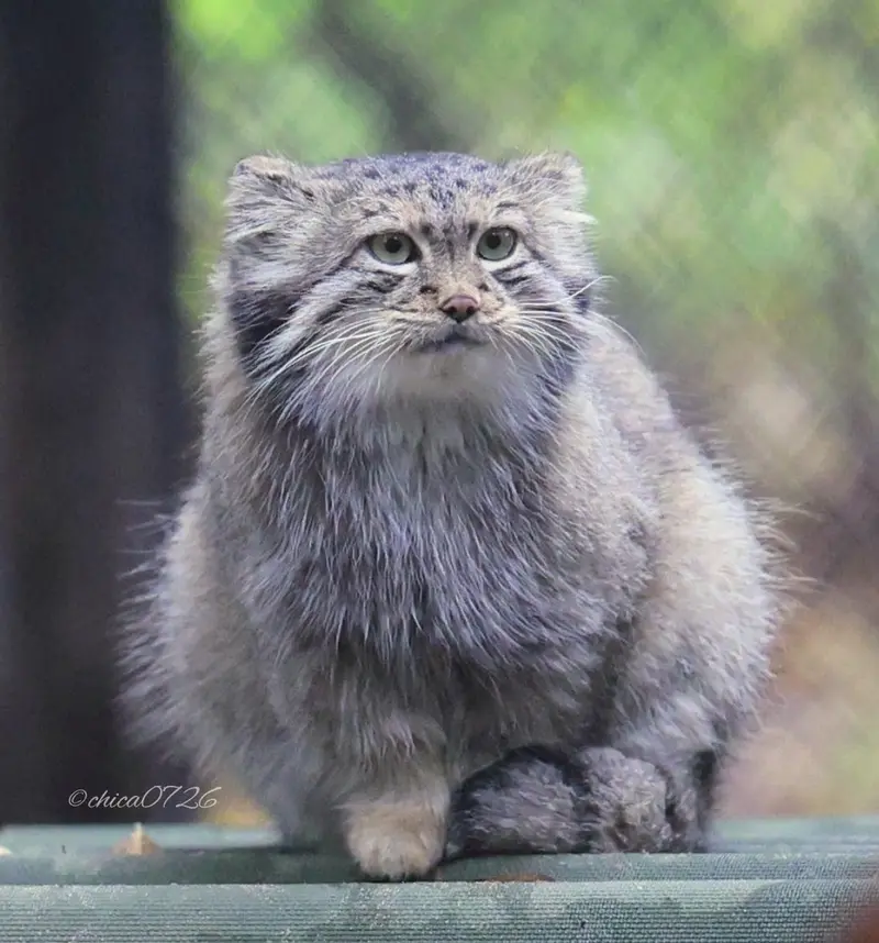ノヴォシビルスク動物園のスネジャナの写真