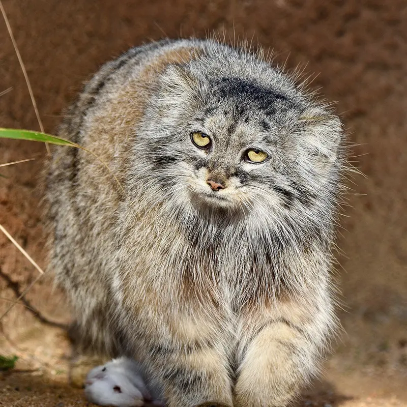 プラハ動物園のプリンセッサの写真