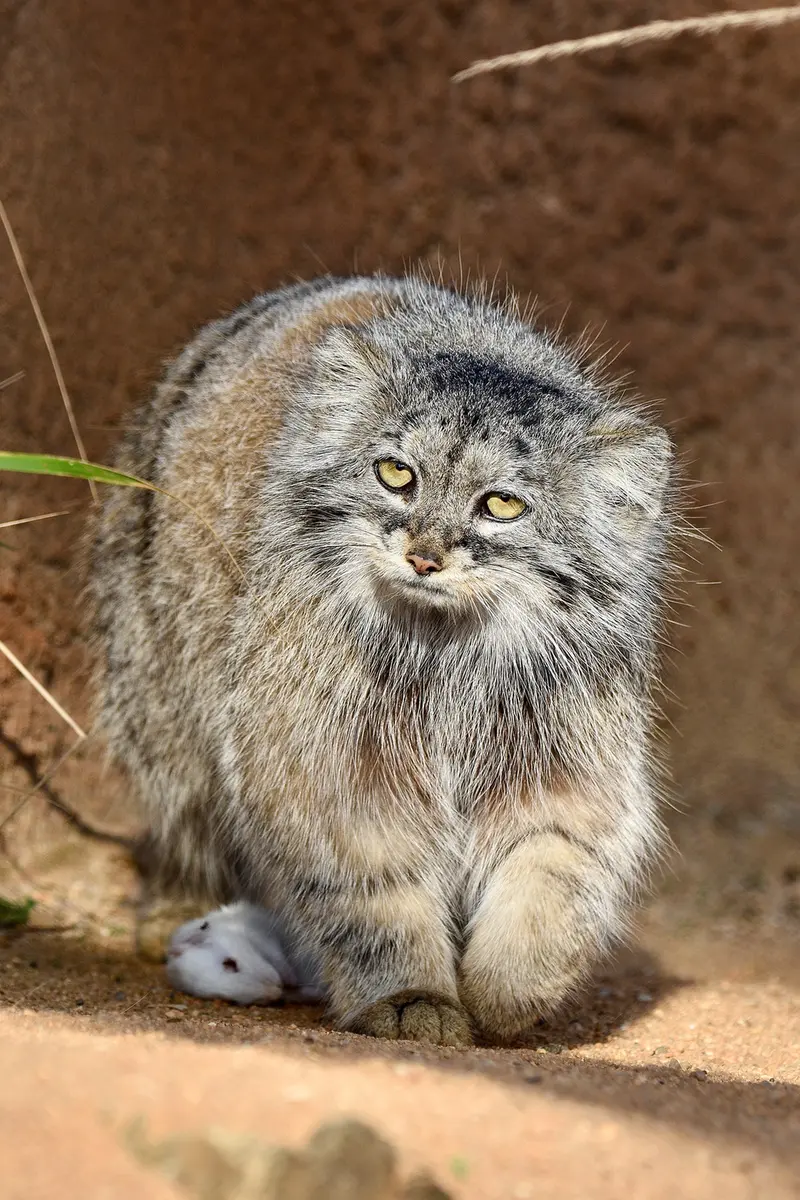 プラハ動物園のプリンセッサの写真