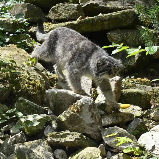 オペル動物園のバトゥの写真