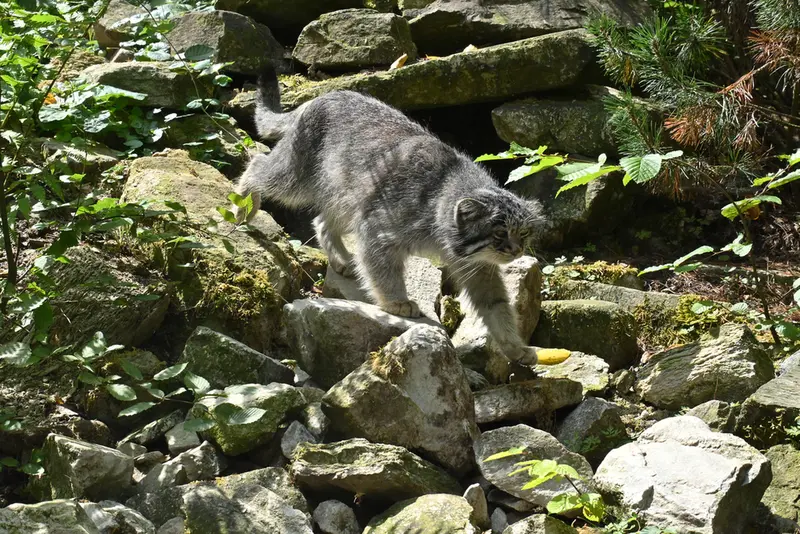 オペル動物園のバトゥの写真