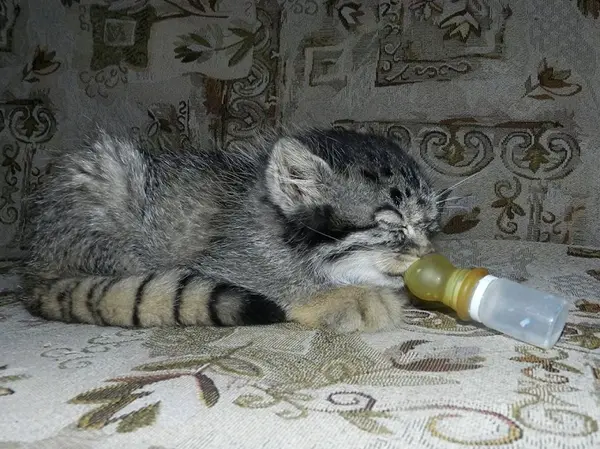 ダウルスキー保護区のダーシャの写真