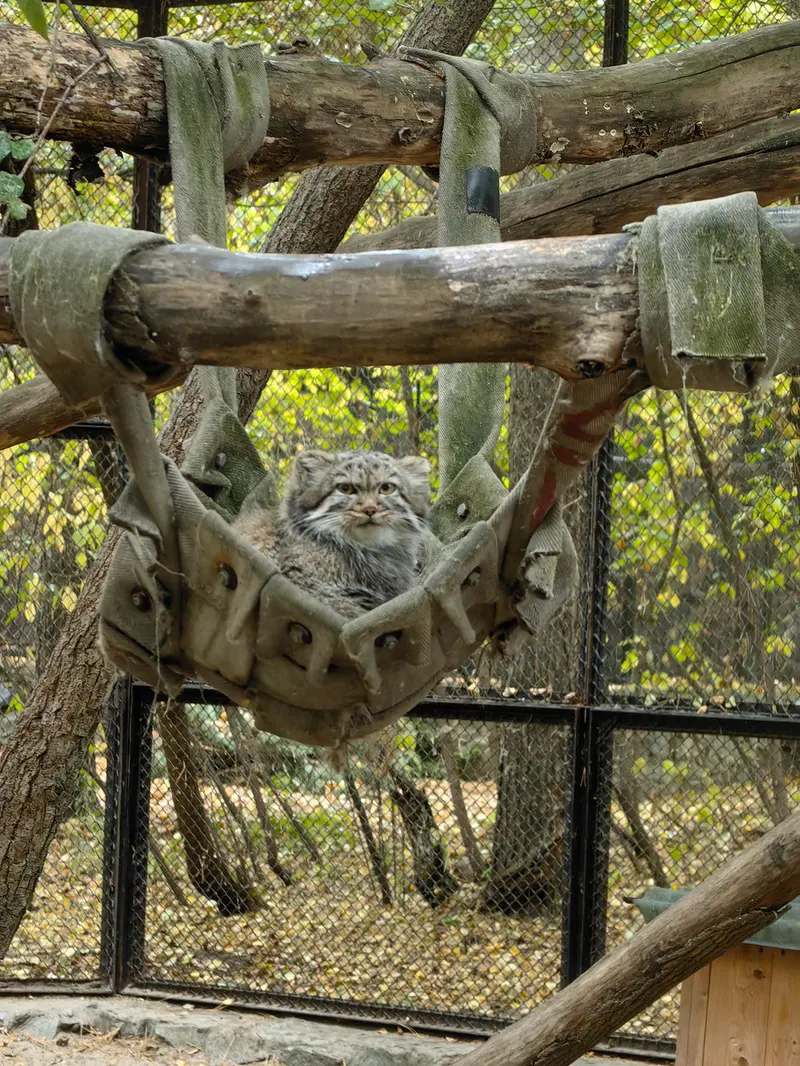 ノヴォシビルスク動物園のマヌルネコの写真