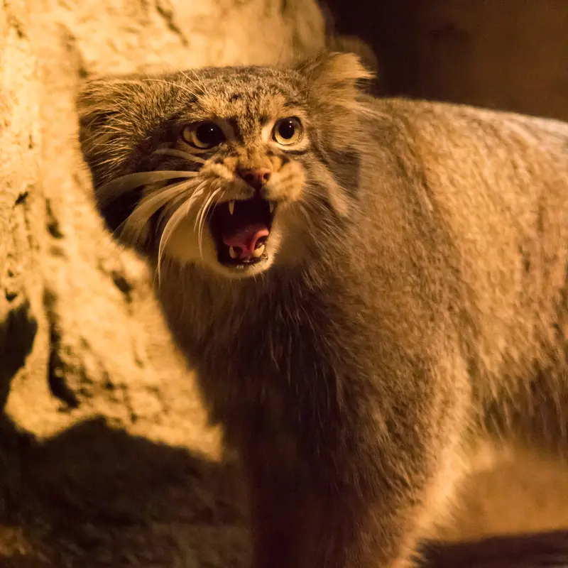 野毛山動物園のフィーガの写真
