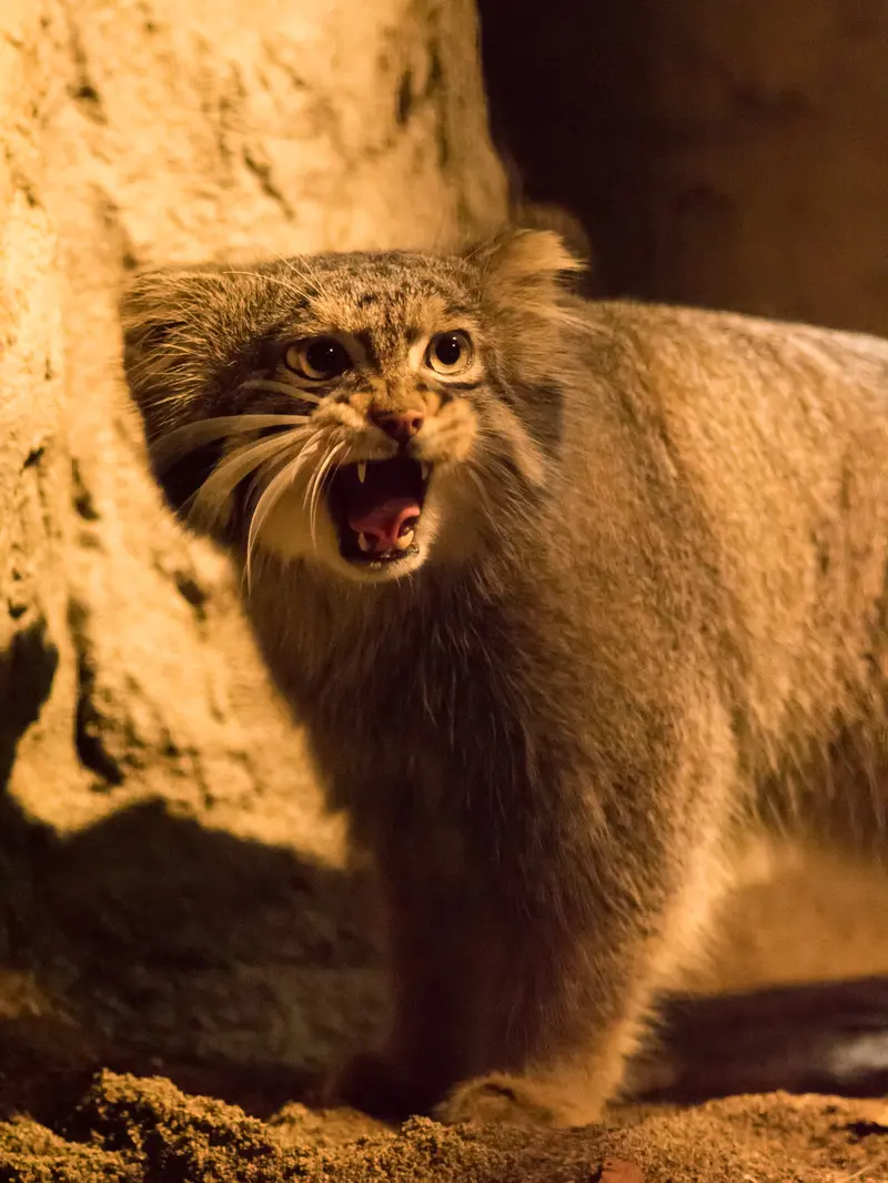 野毛山動物園のフィーガの写真