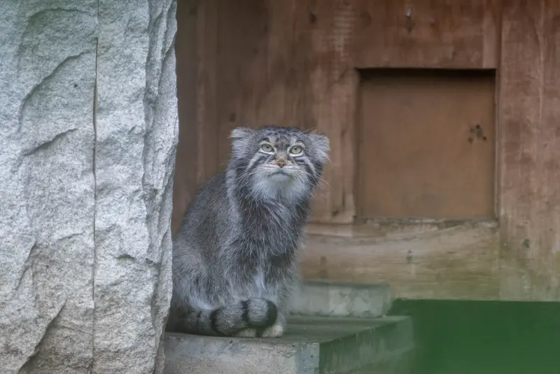 モスクワ動物園のティモフェイの写真