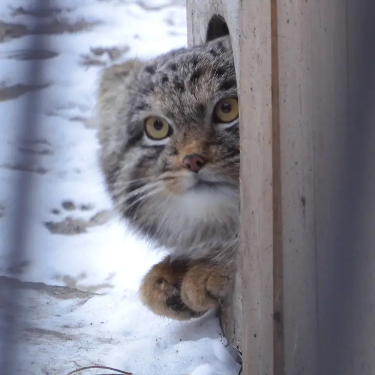 ノヴォシビルスク動物園のメンスの写真