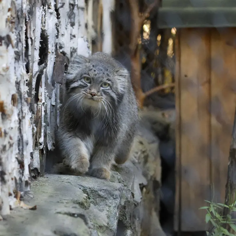 ノヴォシビルスク動物園のグレイの写真