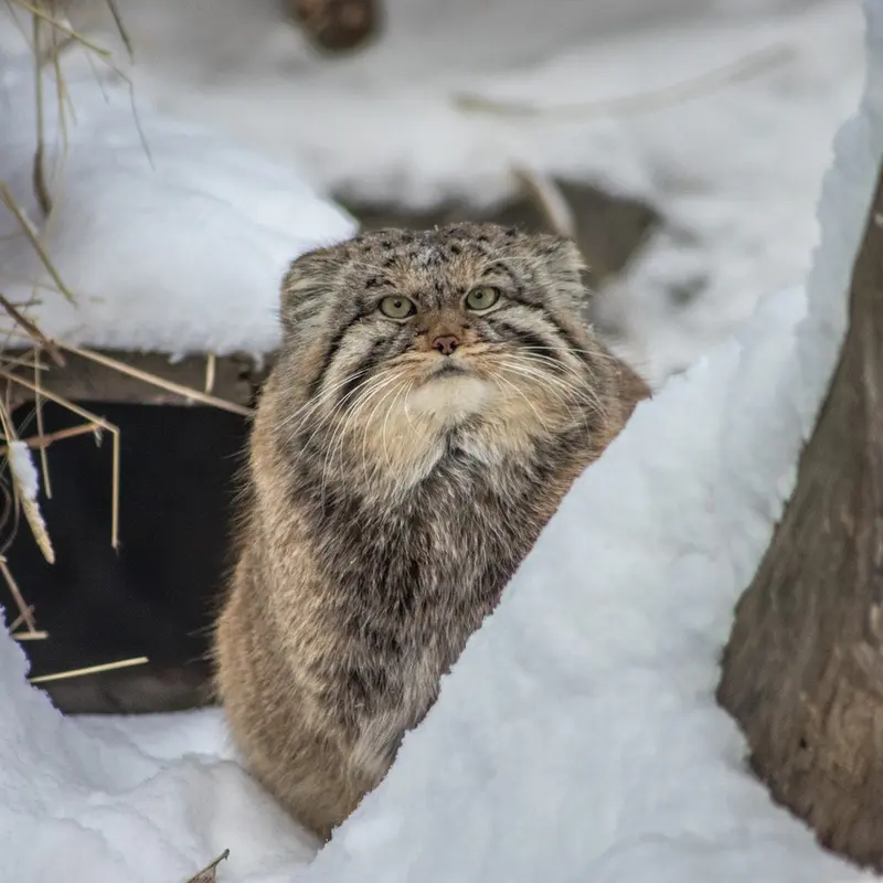 ノヴォシビルスク動物園のフヴォスチクの写真