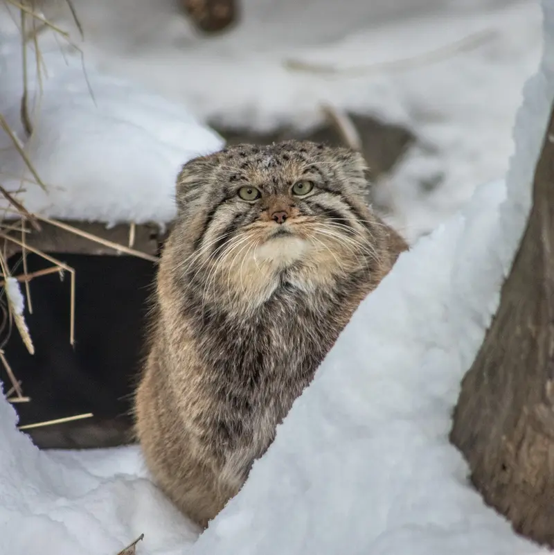 ノヴォシビルスク動物園のフヴォスチクの写真