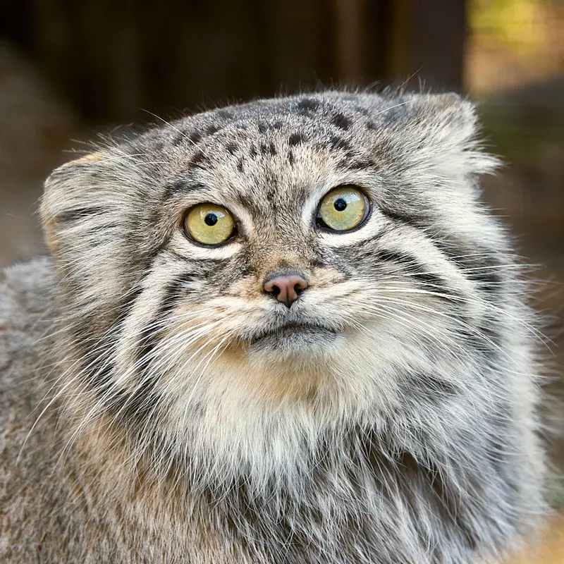 ホムトフ動物園のマヌルネコのSiberian girl