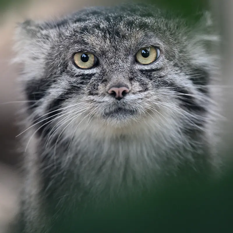 神戸どうぶつ王国のナルの写真