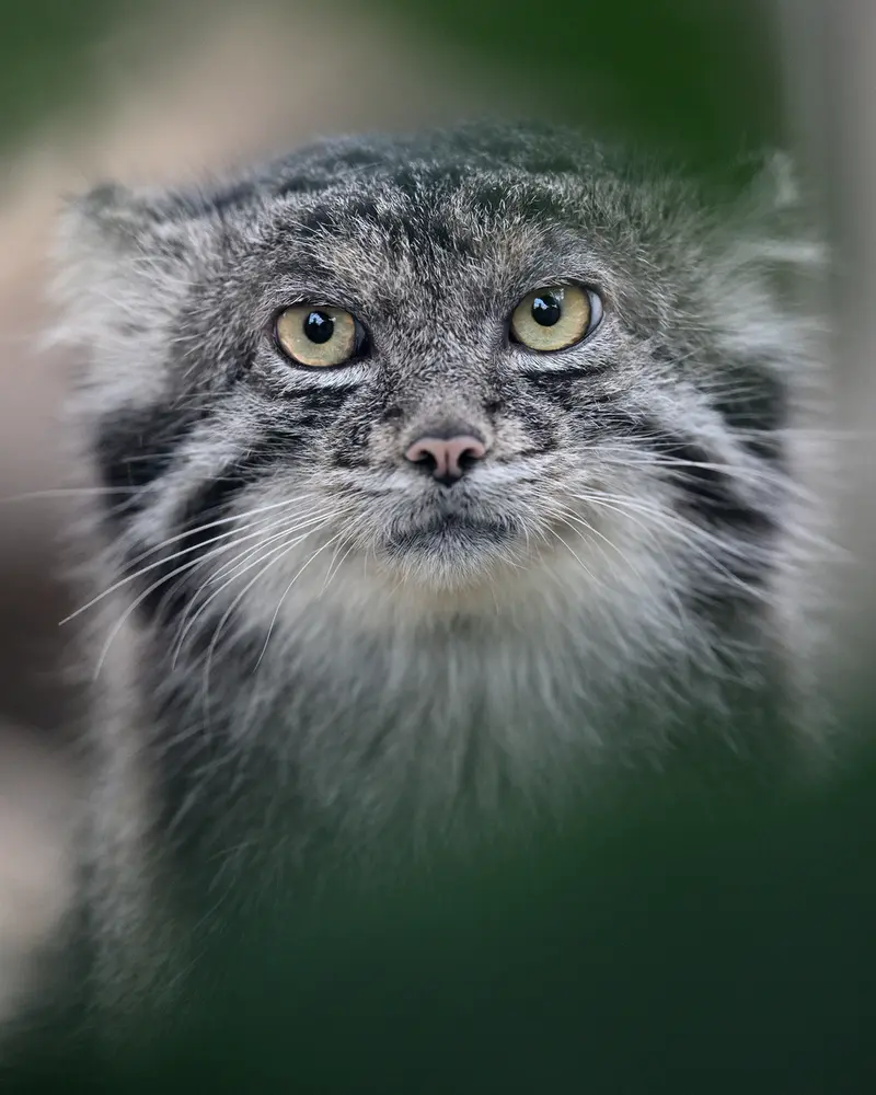 神戸どうぶつ王国のナルの写真