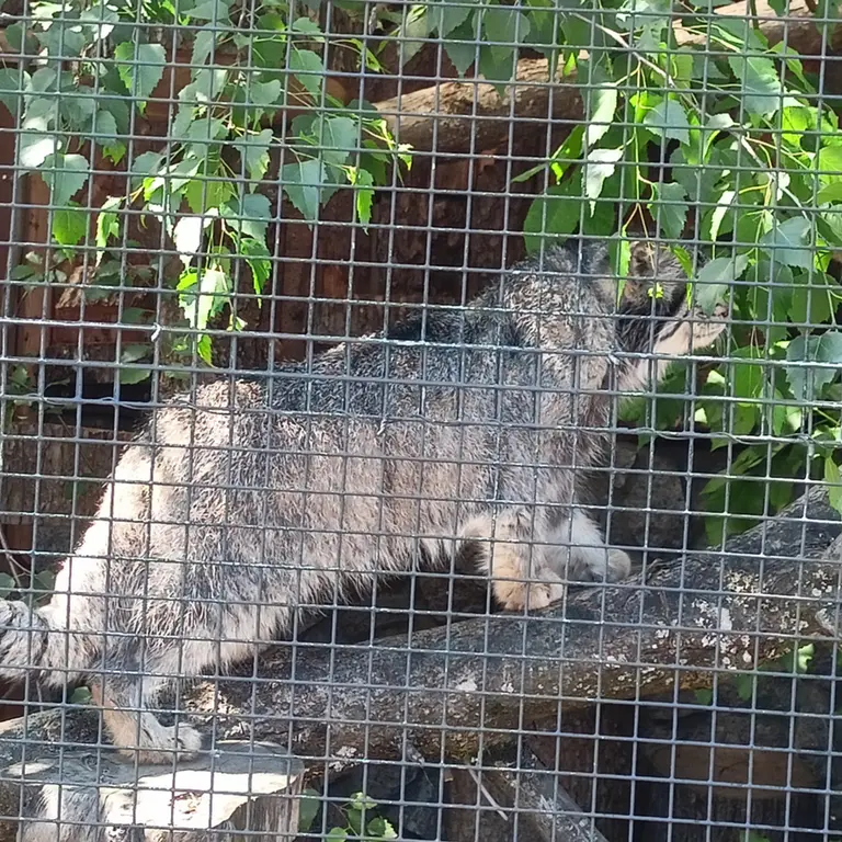 レニングラード動物園のスヴェンの写真