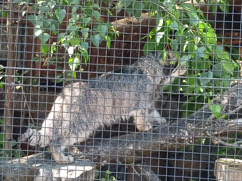 レニングラード動物園のスヴェンの写真
