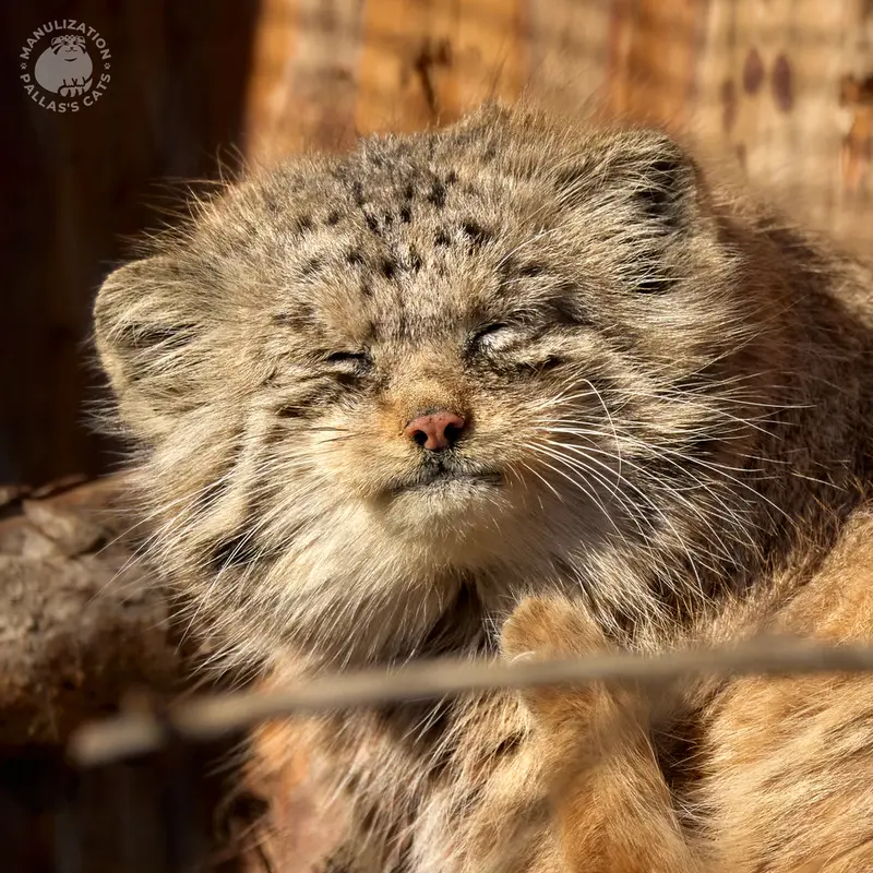 レニングラード動物園のナミカの写真
