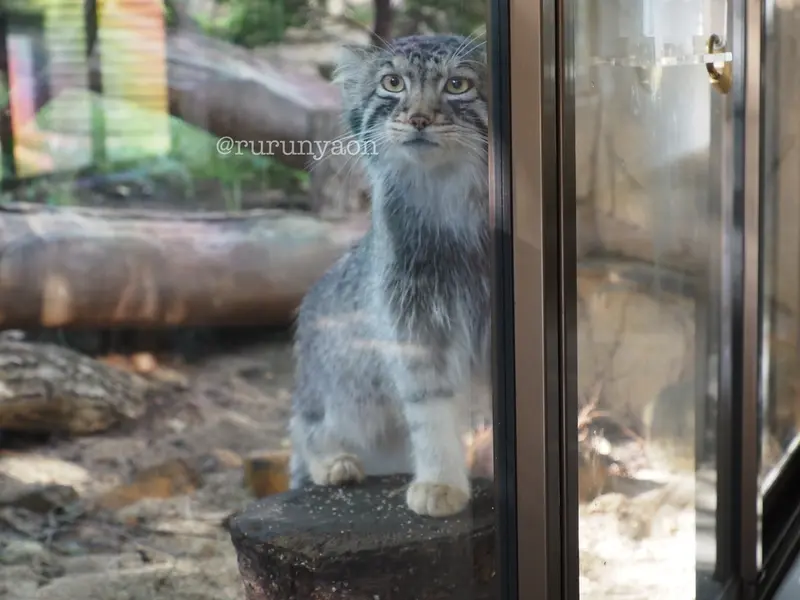 那須どうぶつ王国のナゴムの写真