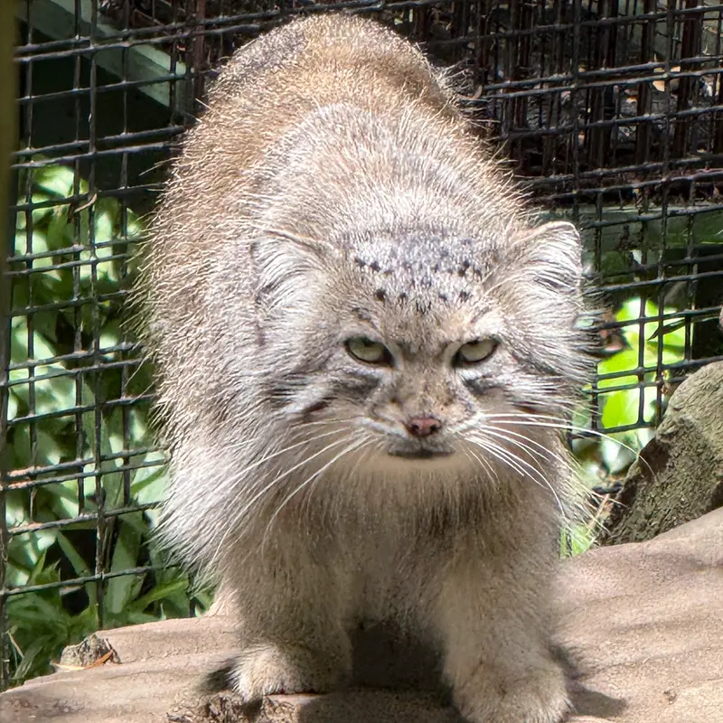 スミソニアン国立動物園のセバの写真