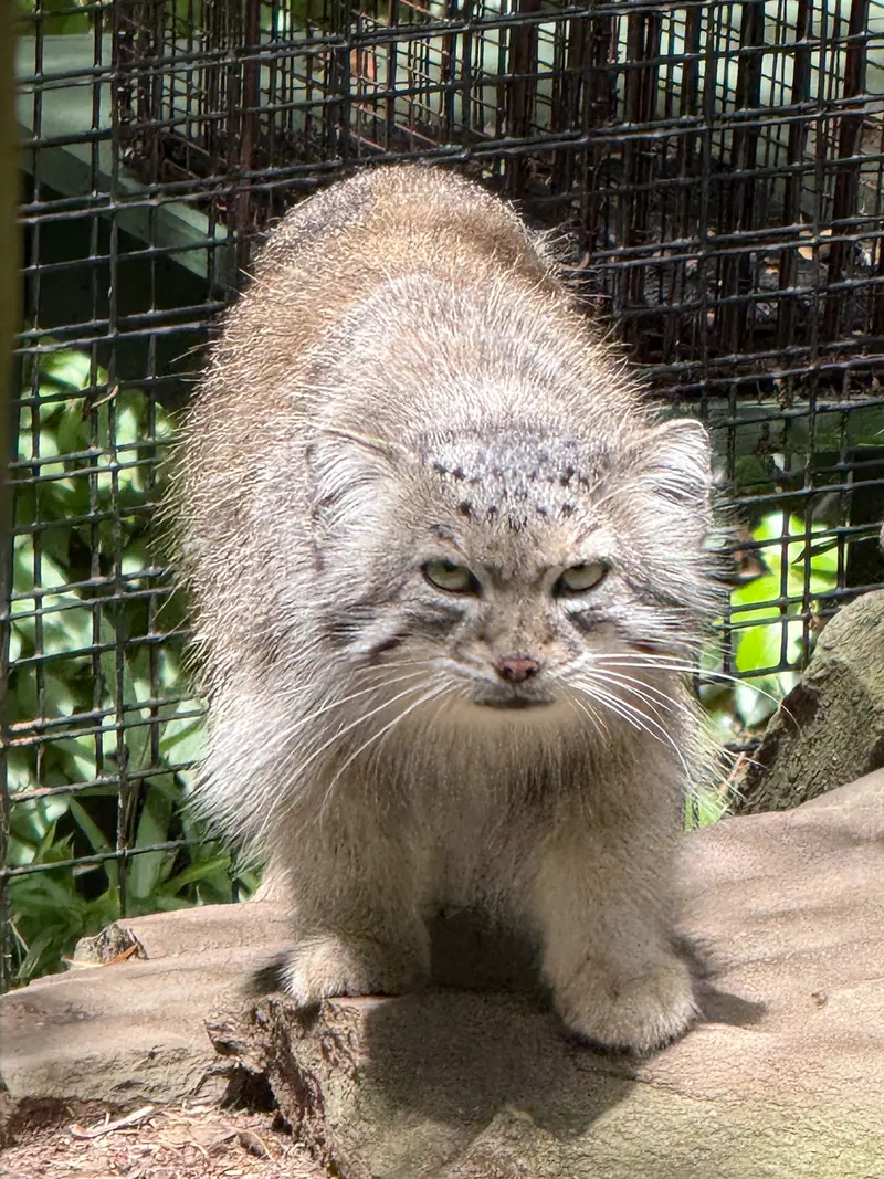 スミソニアン国立動物園のセバの写真