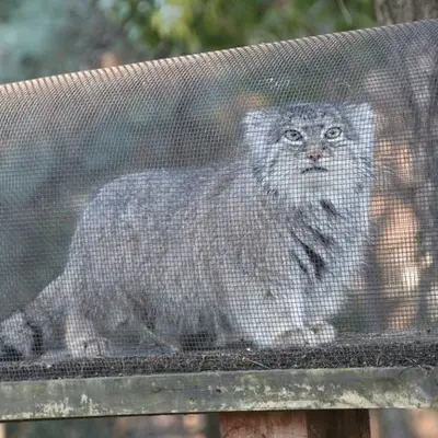 埼玉県こども動物自然公園のマリィの写真