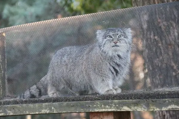 埼玉県こども動物自然公園のマリィの写真