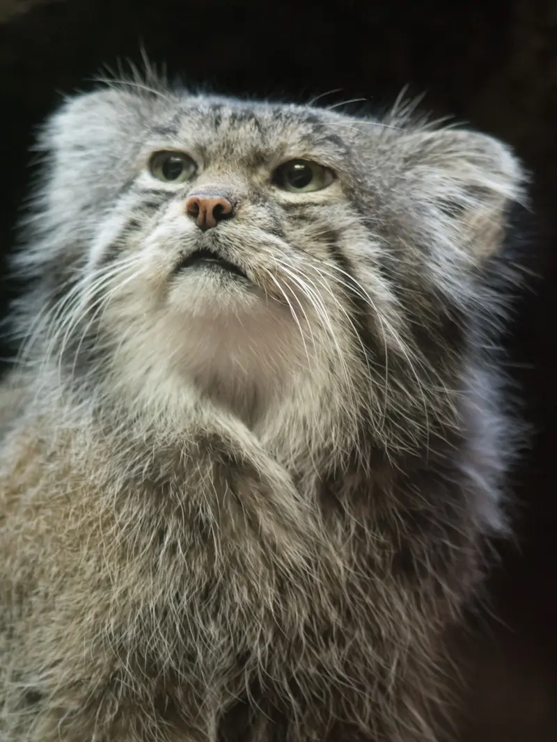 恩賜上野動物園のクリョンの写真