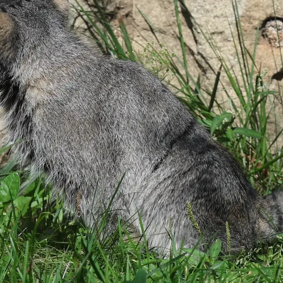 モスクワ動物園のマヌルネコの写真