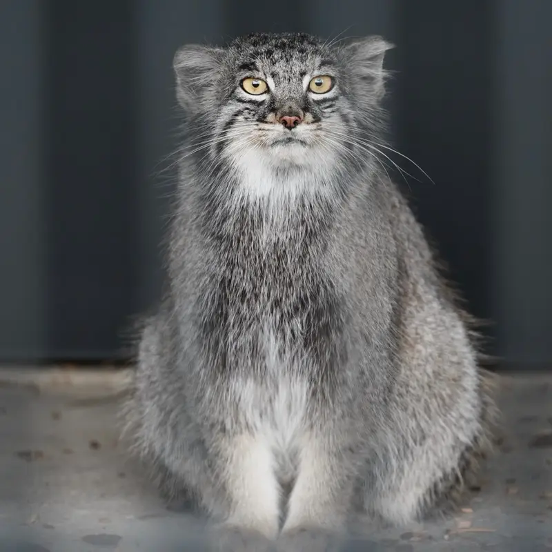 ごかつら池どうぶつパークのメイの写真
