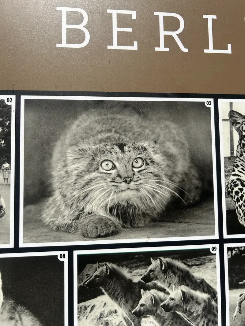 ティアパーク・ベルリンのマヌルネコの写真