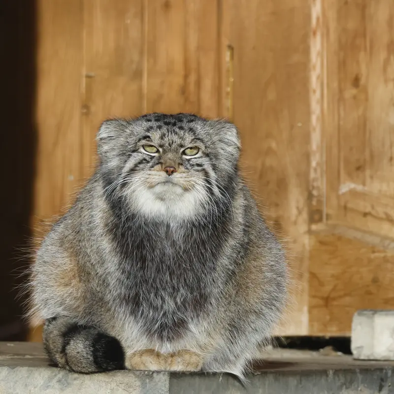 モスクワ動物園のティモフェイの写真
